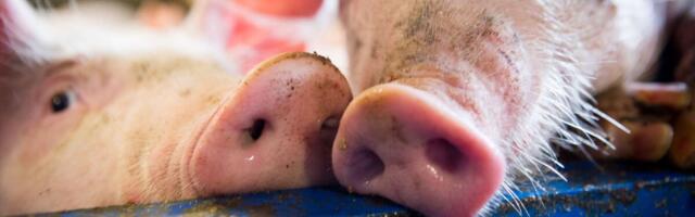 Maaelukomisjon arutas loomade Saaremaa ja mandri vahel transportimise muresid