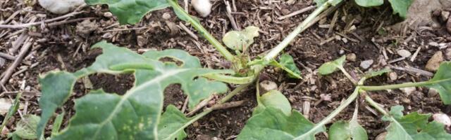 Kaarel Kallion: talikultuuride esimesed tööd ja tähelepanekud