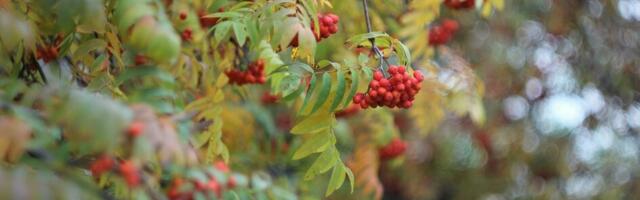 Ilmunud on sügisene kestlikkuse infokiri