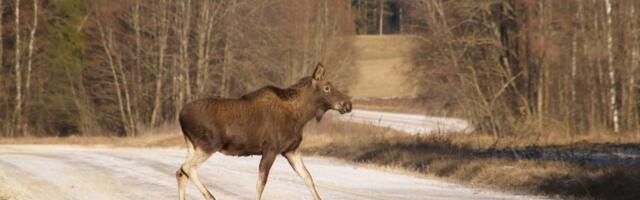Ettevaatust liikluses – sügis toob metsloomad teele
