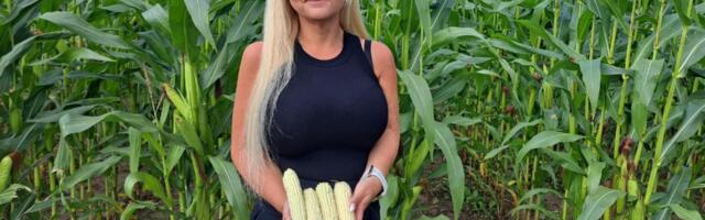 Kas maisikasvatajad saavad tänavu vastu näppe? Saak võib tulla kuni 50% väiksem