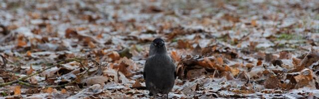 ILMATEADE | Oodata on pilvist ja kohati sajust ilma