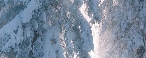 Rohkest lumest tingituna on Võru vallas elektrikatkestusi ja teedele langenud puid