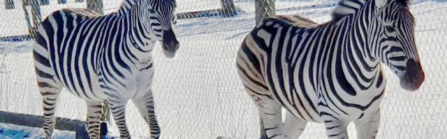 Muhu eksootiline paar – Jasira ja Heiki