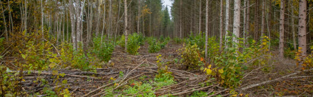 Eesti metsakasvatajad paluvad valitsusel metsandusturu stabiilsuse saavutamiseks kinnitada 70/30 metsa majandamise põhimõte