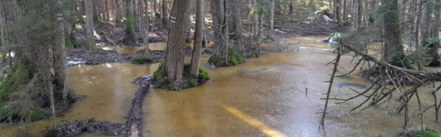 Kogenud matkaja:  Hiiumaa rada paneb proovile vaimselt ja füüsiliselt