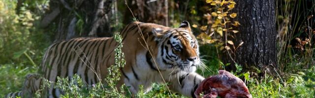 VIDEO | Loodus või julmus? Tallinna loomaaia uus söötmisvõte tekitas pahameeletormi