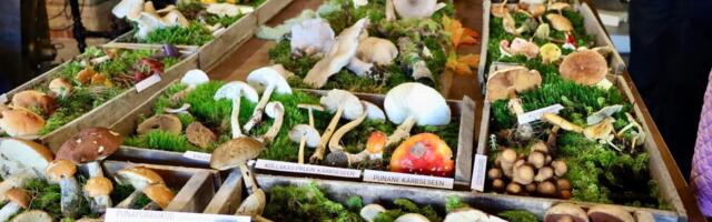 Paides saab uudistada seenenäitust