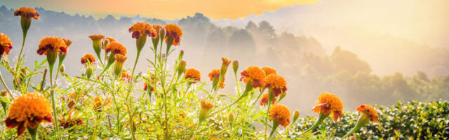 Maailma päästab ainult loodusega kooskõlas põllumajandusmudel￼