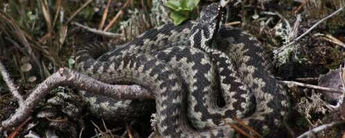 Rästikuhammustus: sümptomid ja mürgistuse raskusastmed