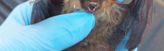 Metslooma kodu on metsas