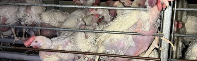 Suurima toetusega algatus Eestis – kanade puurispidamise keelustamine