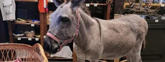 Turistide uskumatud nõudmised: keerake linnulaul kinni ja andke mulle eesli telefoninumber