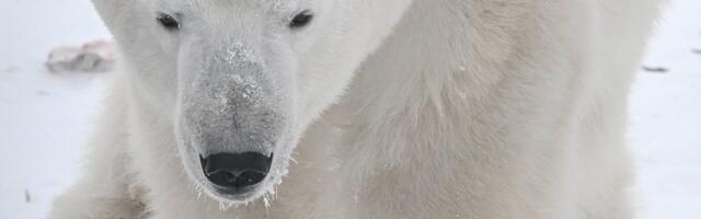 Uuring: Teravmägede jääkarud on kliimasoojenemisest ja jää sulamisest hoolimata paksuks läinud