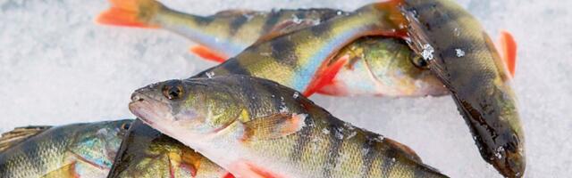 „Tegevusetus täna tähendab kalavarude hävinemist aastakümneteks.“ Harrastuskalurid nõuavad ministrilt selgemaid otsuseid