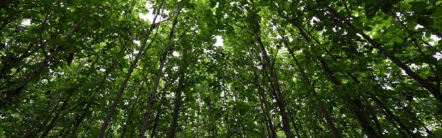 Puude istutamine võib õõnestada kliimakriisi vastast võitlust, hoiatavad teadlased