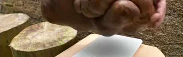 Reporter: Maailma suurim «kartul» osutus pettumuseks