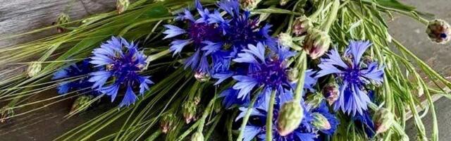 Ilusat vabariigi aastapäeva!