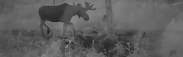 VIDEO | Järvamaal jäi põder äikesetormi kätte