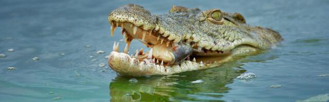 Trump mängib USA piirijõkke Niiluse krokodillide asustamise mõttega