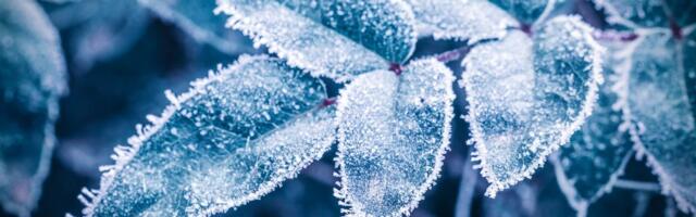 ILMAPROGNOOS | Külm võtab võimust! Ööd muutuvad järjest jahedamaks