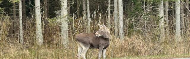 Natalja Nikonorova NÄDALA FOTO