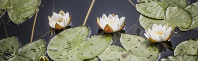 PÄEVAHOROSKOOP: laupäev, 3. mai