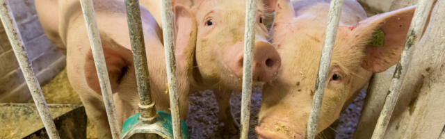 Maag Agro koondab seakatku tõttu viiendiku töötajatest. “Me ei ole saanud riigilt vajalikku tuge”