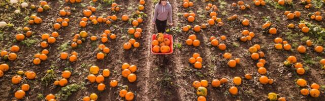 Trendikast kõrvitsaärist sai tulus ettevõtmine. Rootslased kulutavad tondipühadele paar miljardit