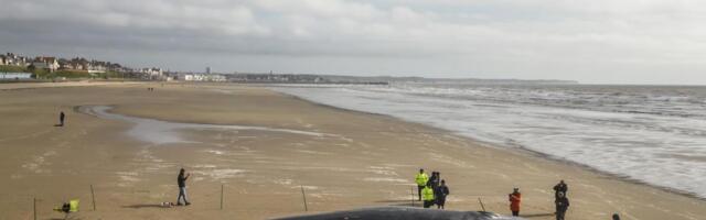 KIT DUGAČAK 12 METARA NASUKAO SE NA PLAŽU U FRANCUSKOJ Pokušali da mu pomognu, pa usledio još veći šok