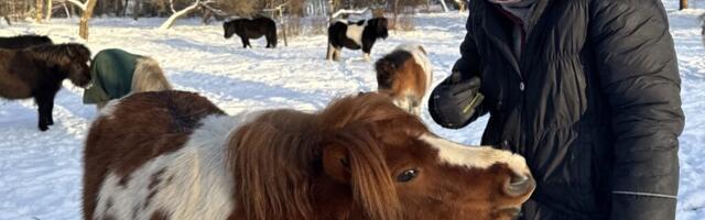 LEMMIKLOOMAD | Kassari ponimaffias on armastus neljajalgne sõna