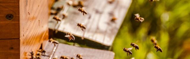 Eesti mesinik: iga mesi on omanäoline ja erinevate omadustega – leia oma lemmik!