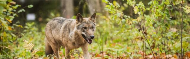 Karmid hundirünnakud Soomes: lambafarmis on tänavu hundid murdmas käinud juba kuus korda