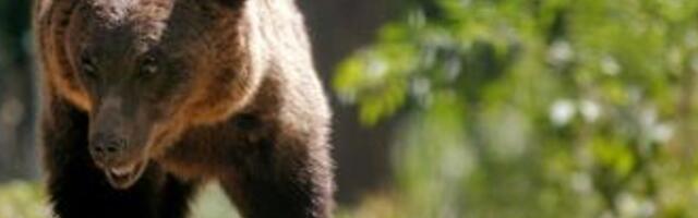 Viljandimaal lasi jahimees ilma loata karu maha, mattis laiba ja jäi seejärel vahele