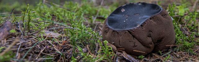 Metsateadmiste mõõduvõtus sai tulemused kirja üle 7000 õpilase