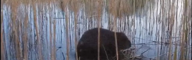 HARUKORDNE VIDEO | Kobras ronis tuttpüti pessa