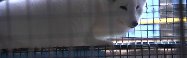 Reporter: Karusloomafarmide keelustamise eelnõu läbis riigikogus esimese lugemise