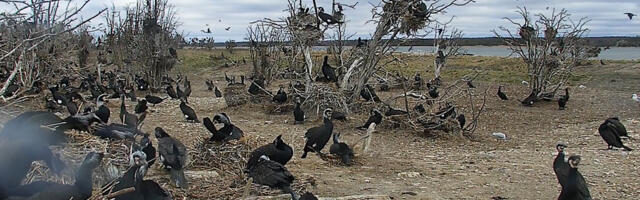 Veebikaamera jäädvustas kormoranide pesaelu lustakaid ja ka tõsisemaid episoode
