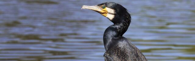 Soomlaste uuring_ kormorani otsene mõju mõrrapüügile on tagasihoidlik