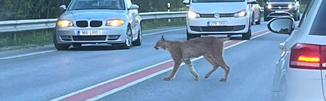 VIDEO | Autolt löögi saanud ilves seiskas Tallinna ringtee läheduses liikluse