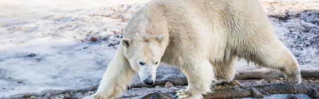 Teadlased ennustasid, millal jääkarud kliimamuutuse tõttu välja surevad