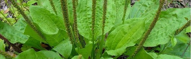 Ajatu: Teeleht – tagasihoidlik, kuid kõikvõimas ravimtaim