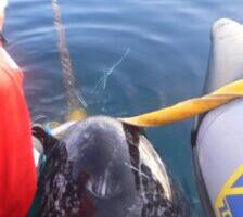 Kui Nietzsche olekski narval olnud