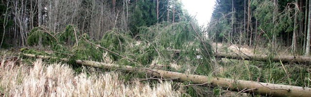 Kohtla-Nõmme külje all alustatakse lähiajal lageraieid