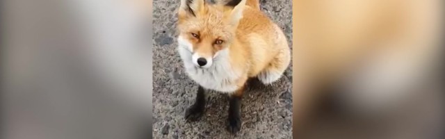 Reporter: Tahtis lemmikloomaks hakata? Tartus otsis inimesega kontakti ilus ja julge rebane