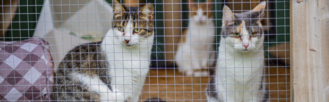 Taeblas hakatakse kasse püüdma