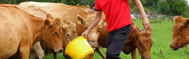 Eesti maakarja mahedast piimast valmistatud eriline juust on muutunud eestlaste lemmikpalaks