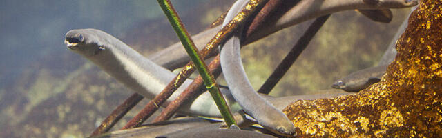 Keelesäuts. Aasta kala