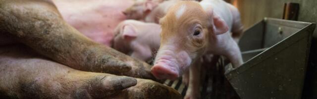 LUGEJA KÜSIB | Miks hukatakse ka terved sead ja lastakse lihal raisku minna?