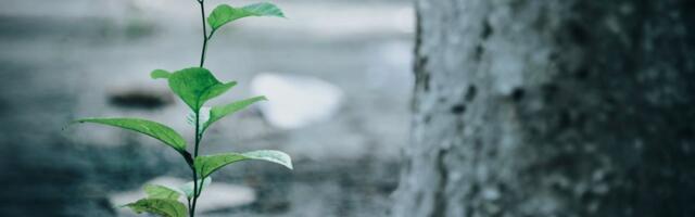 Valga valla üleskutse „Istuta (üks) puu!“